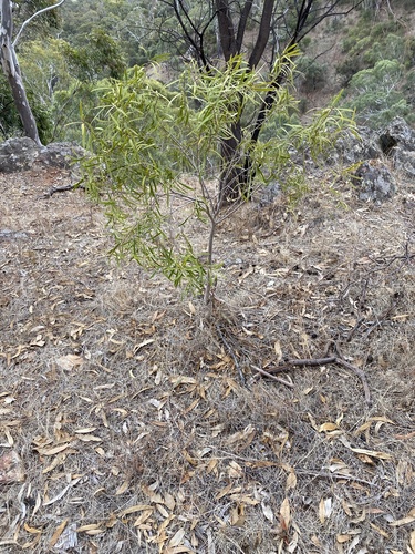 Pittosporum angustifolium (Native apricot) (alternate view 2)