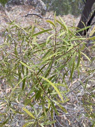 Pittosporum angustifolium (Native apricot)