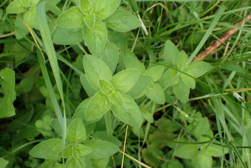 Origanum vulgare (Oregano) (alternate view 3)