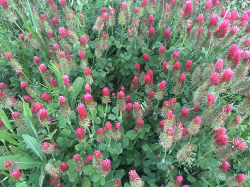 Trifolium incarnatum (crimson clover)