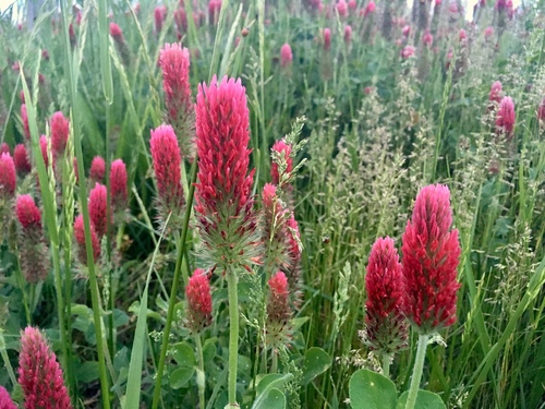 Trifolium incarnatum (crimson clover)