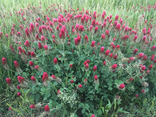 Trifolium incarnatum (crimson clover)