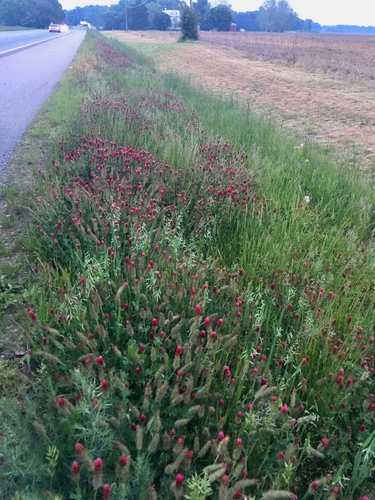 Trifolium incarnatum (crimson clover)