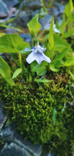 Viola cucullata (marsh blue violet) (alternate view 5)