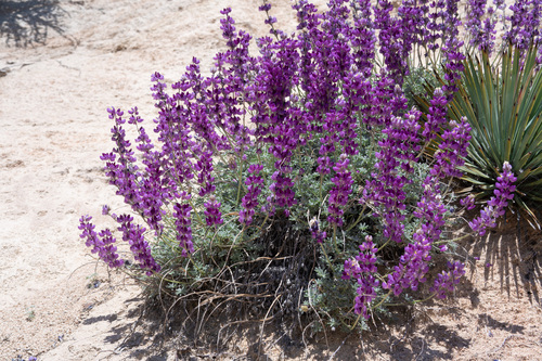 Lupinus albifrons (Silver Bush Lupine) (alternate view 5)