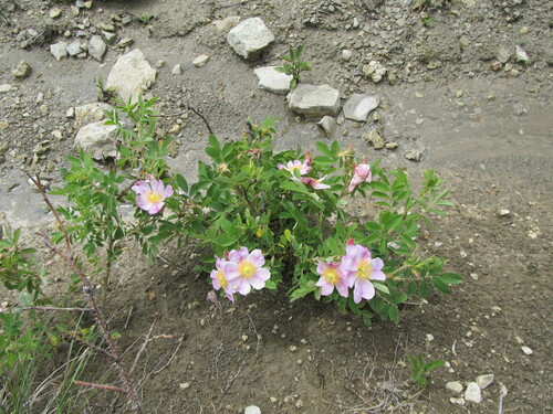 Rosa arkansana (prairie rose) (alternate view 3)