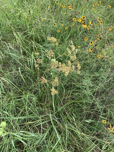 Polytaenia texana (Texas Prairie Parsley) (alternate view 5)
