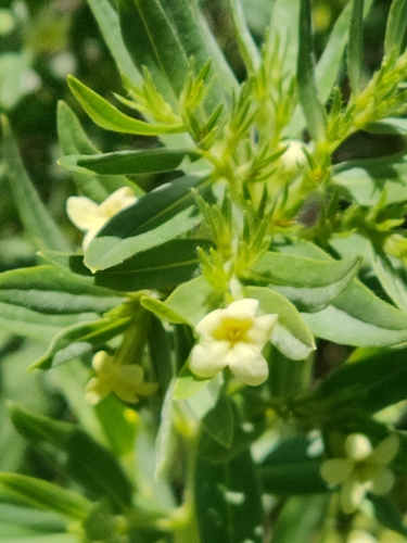 Lithospermum ruderale (western stoneseed) (alternate view 2)