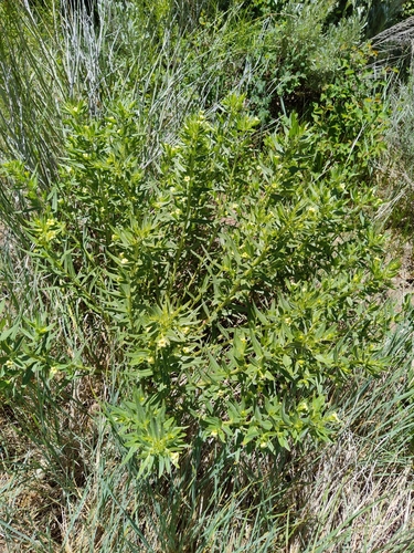 Lithospermum ruderale (western stoneseed) (alternate view 3)