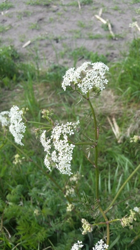 Anthriscus sylvestris (wild chervil)