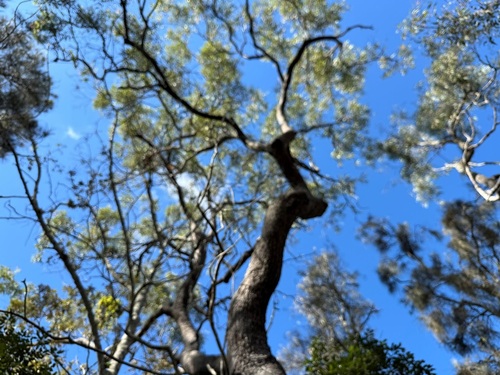 Corymbia intermedia (Pink Bloodwood) (alternate view 9)
