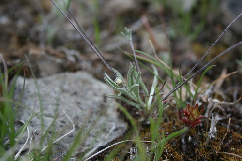 Antennaria (pussytoes)