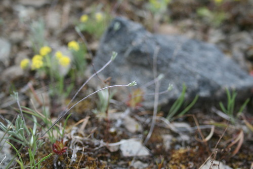 Antennaria (pussytoes) (alternate view 2)