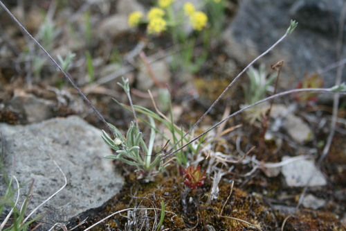 Antennaria (pussytoes) (alternate view 3)