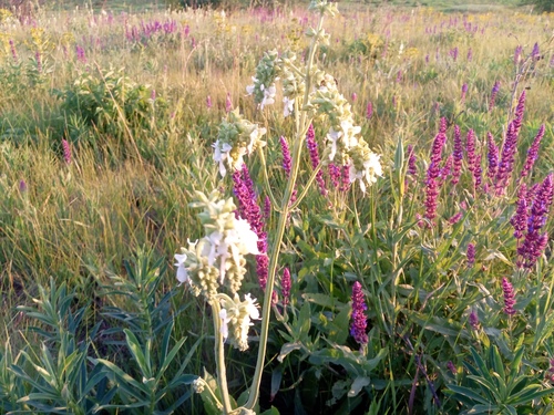 Salvia nutans (alternate view 4)
