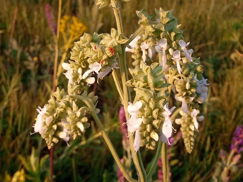 Salvia nutans (alternate view 5)