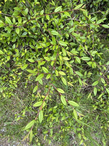 Cotoneaster salicifolius (Willow-leaved Cotoneaster)