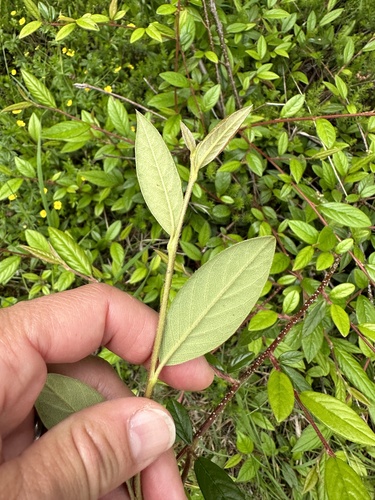 Cotoneaster salicifolius (Willow-leaved Cotoneaster)