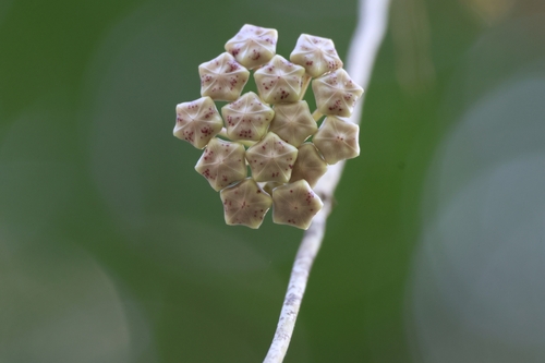 Hoya kerrii (Sweetheart Hoya)