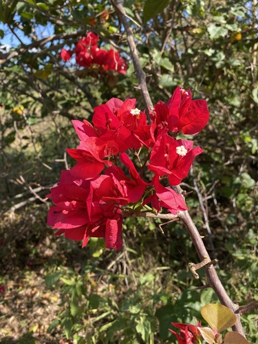 Bougainvillea spectabilis (Bougainvillea)