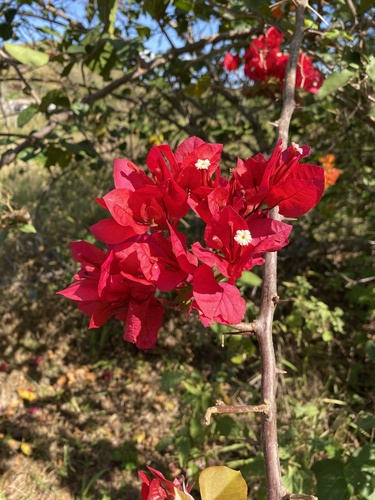 Bougainvillea spectabilis (Bougainvillea)