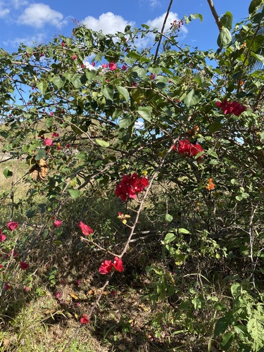 Bougainvillea spectabilis (Bougainvillea)