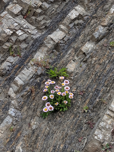 Erigeron glaucus (Seaside Fleabane) (alternate view 2)