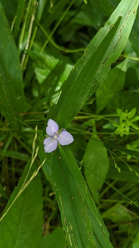 Tradescantia subaspera (Zigzag Spiderwort) (alternate view 6)