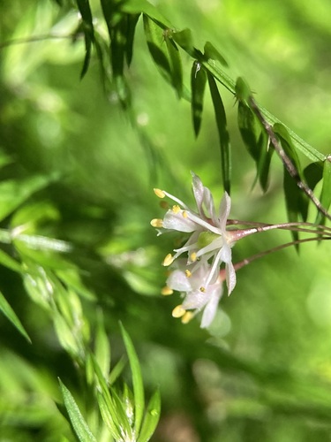 Asparagus scandens (Climbing asparagus) (alternate view 4)