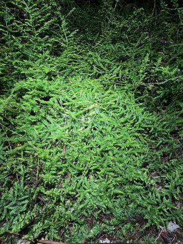 Asparagus scandens (Climbing asparagus) (alternate view 5)