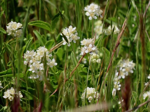 Whipplea modesta (modesty) (alternate view 4)