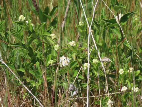 Whipplea modesta (modesty) (alternate view 5)