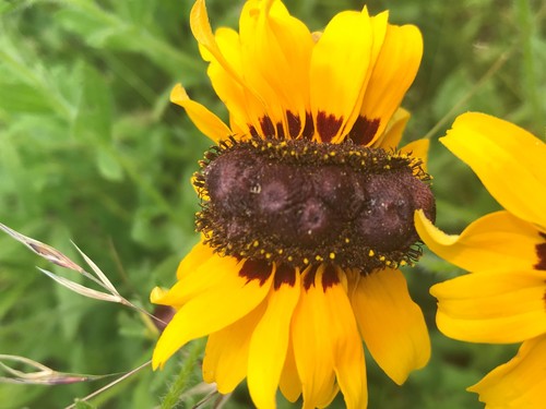 Rudbeckia hirta (large black-eyed Susan) (alternate view 5)
