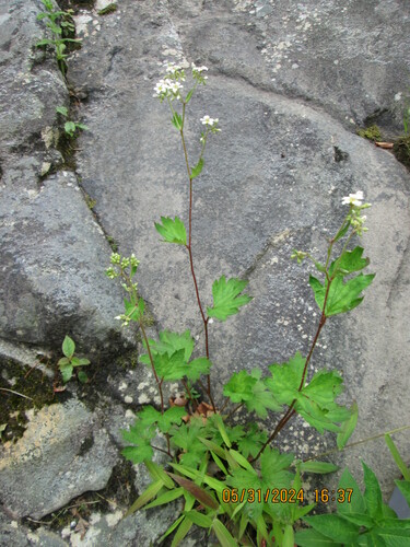 Boykinia major (Boykinia)