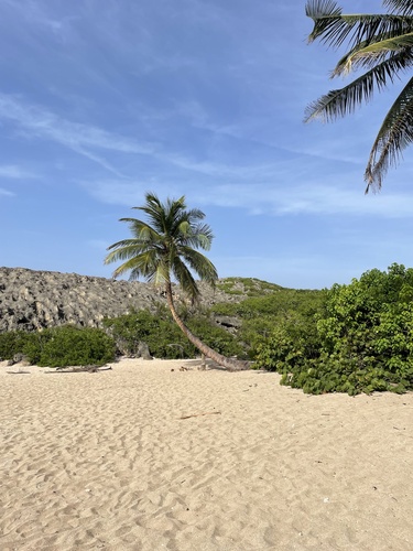 Cocos nucifera (Coconut Palm)