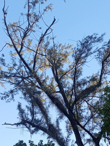 Casuarina equisetifolia (Beach Sheoak) (alternate view 7)