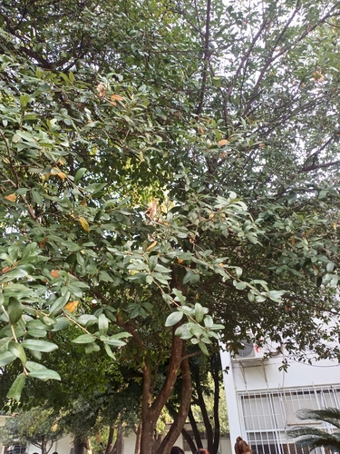 Quercus fusiformis (Texas live oak) (alternate view 6)