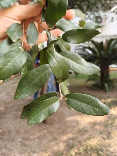 Quercus fusiformis (Texas live oak) (alternate view 7)