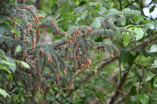 Picea meyeri (Meyer Spruce) (alternate view 2)