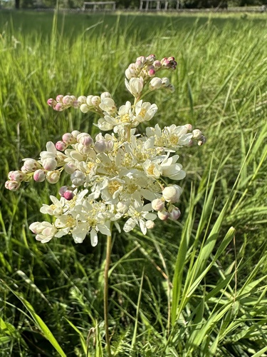 Filipendula vulgaris (Dropwort)