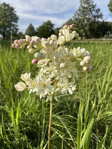 Filipendula vulgaris (Dropwort)
