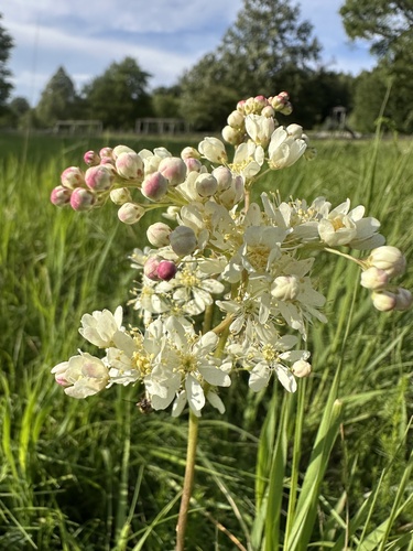 Filipendula vulgaris (Dropwort)