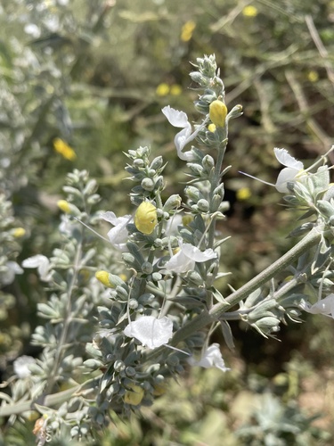 Salvia apiana (white sage) (alternate view 5)