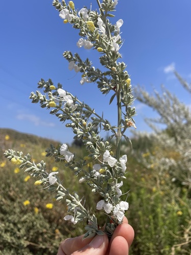 Salvia apiana (white sage) (alternate view 6)