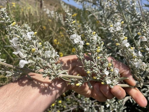 Salvia apiana (white sage) (alternate view 7)