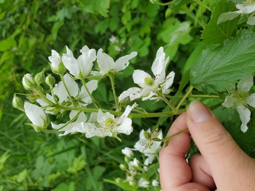 Rubus allegheniensis (Allegheny blackberry)