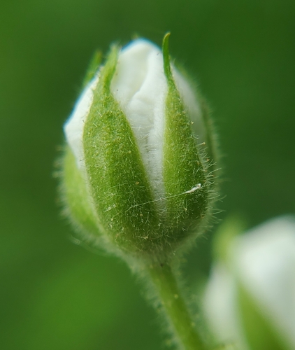 Rubus allegheniensis (Allegheny blackberry)