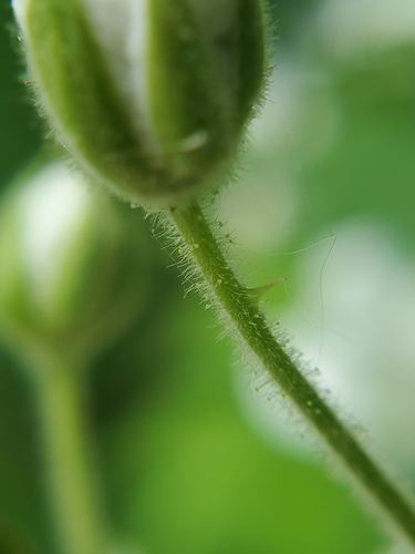 Rubus allegheniensis (Allegheny blackberry)