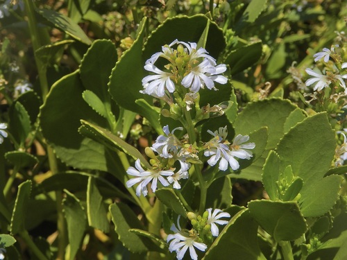 Scaevola crassifolia (Cushion Fanflower) (alternate view 6)