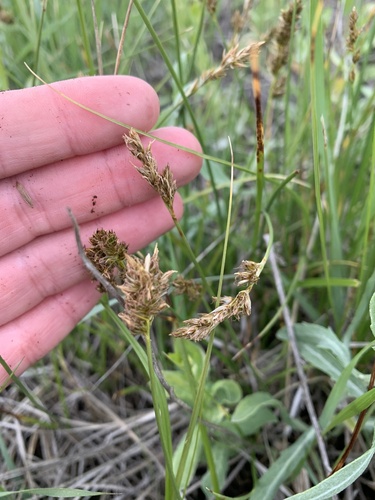 Carex praegracilis (Clustered Field Sedge)